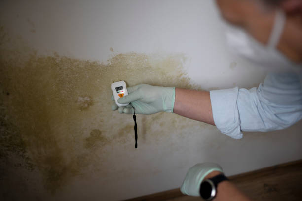 Best DIY Mold Remediation Support Services in Sunnyvale, TX