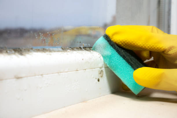 Best Black Mold Remediation in Sunnyvale, TX